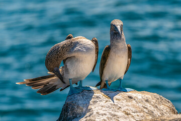 A pair of blue-footed boobies unique to the Galapagos