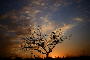 silhouette of a tree at sunset