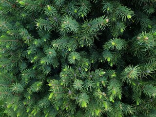 Close up of a spruce needles