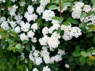 Bush with lush white flowers in the garden