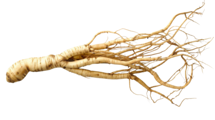 Ginseng roots on white background