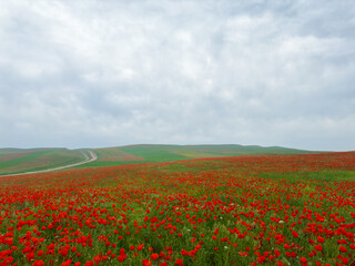 Beautiful flowers of red poppies in the mountains. Spring landscape