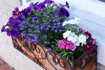 Colorful Blossoms in Window Flower Box