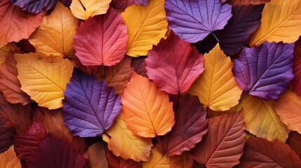 A bunch of vibrant autumn color mulberry leaves