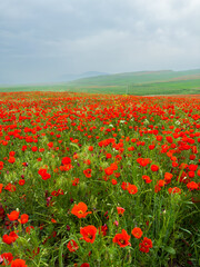 Beautiful flowers of red poppies in the mountains. Spring landscape