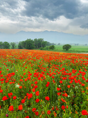Poppy field in the mountains against a dramatic sky. Kyrgyzstan. Natural landscape