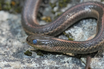 Closeup on a Northwestern Gartersnake, Thamnophis ordinoides, ready to change skin , grey eyes