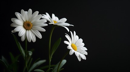 jessamine, cutout, herbal, wallpaper, tree, bouquet, leaf, bud, fragrance, blooming, celebration, plant, background, flower, black, nature, blossom, daisy, beautiful, spring, garden, closeup, macro, f