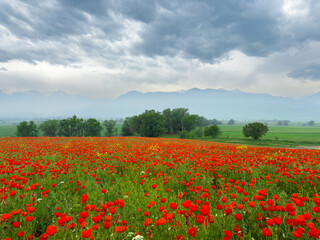 Poppy field in the mountains against a dramatic sky. Kyrgyzstan. Natural landscape
