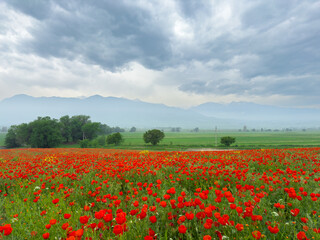 Poppy field in the mountains against a dramatic sky. Kyrgyzstan. Natural landscape
