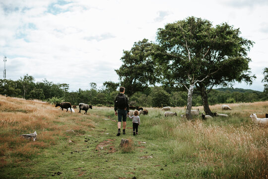 Father and child with sheep in meadow