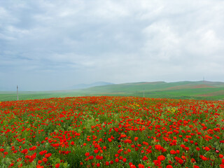 Poppy field in the mountains against a dramatic sky. Kyrgyzstan. Natural landscape
