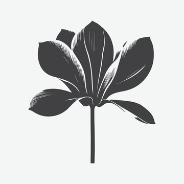 monochrome magnolia flower on white background clip art preview