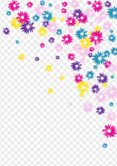 Multi-colored Petal Background Transparent Vector. Plant Festive Design. Bright Gerbera Creative. Blossom Textile. Romantic Pink Flower.