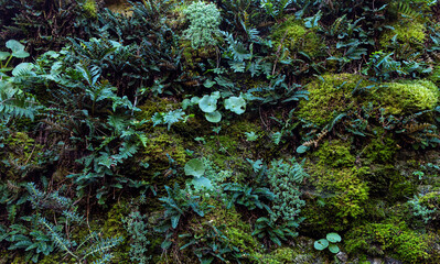  Moss, simply the expression of nature.