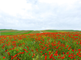 Poppy field in the mountains against a dramatic sky. Kyrgyzstan. Natural landscape
