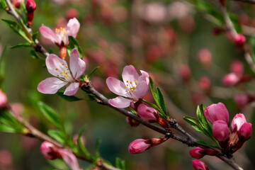 Buds and flowers of sakura close-up on a blurred background of greenery