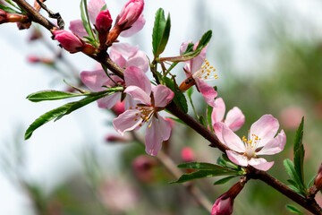 Fototapeta premium Sakura branch with large pink flowers and buds