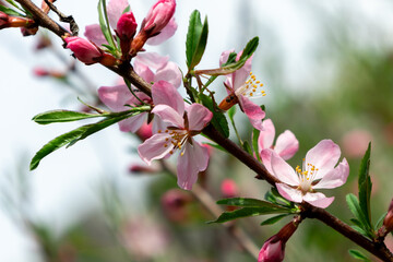 Sakura branch with large pink flowers and buds