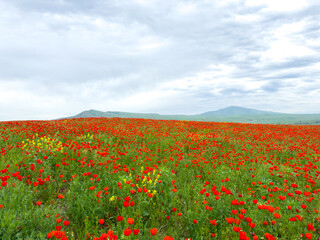 Poppy field in the mountains against a dramatic sky. Kyrgyzstan. Natural landscape