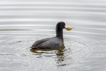 Coot fulica atra an aquatic bird of the rail family with blackish plumage and lobed feet with an...