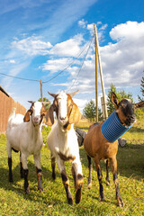 Goats close-up against the backdrop of a rural landscape