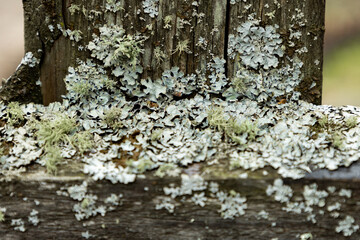 Moss on a wooden fence close-up