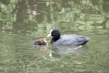 a coot an aquatic bird of the rail family with blackish plumage and lobed feet feeding her chick on the river