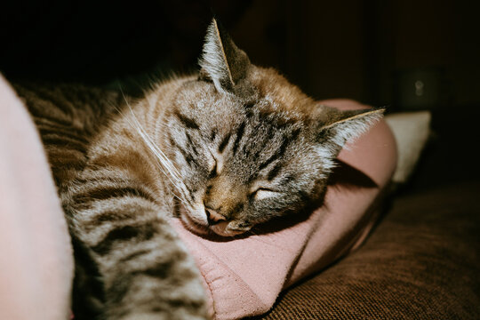 Flash cat on lap portrait