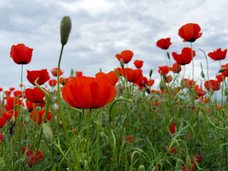 Beautiful flowers of red poppies in the mountains. Spring landscape