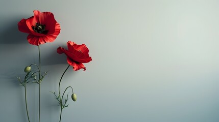 Bright Red Poppy Floating in Minimalist Composition with Clean Plain Background