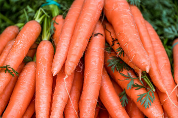 Fresh carrots pile at the market.