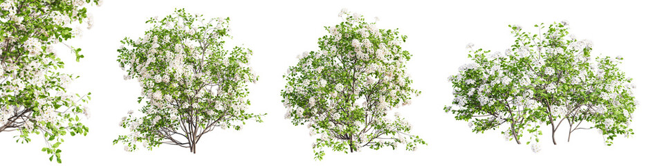 Set of spiraea bushes in blossom isolated on transparent background with selective focus close-up....