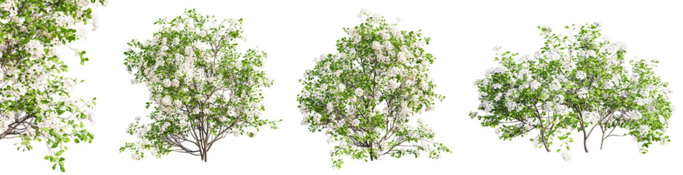 Set of spiraea bushes in blossom isolated on transparent background with selective focus close-up. 3D render.