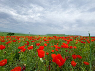 Beautiful flowers of red poppies in the mountains. Spring landscape