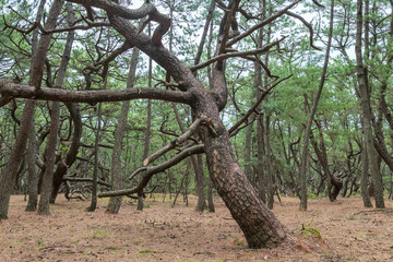 Pine forest or Niji no Matsubara grove landscape in Karatsu, Japan