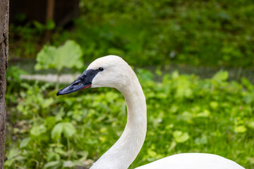 Trumpeter Swan Portrait