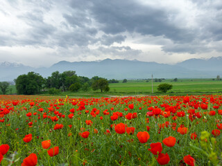 Poppy field in the mountains against a dramatic sky. Kyrgyzstan. Natural landscape