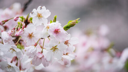 Pink spring cherry blossom with raindrops with copy space for text