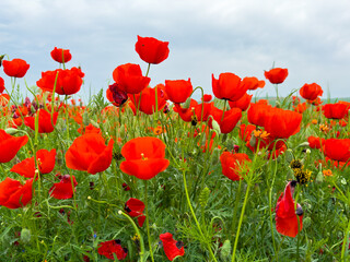 Beautiful flowers of red poppies in the mountains. Spring landscape