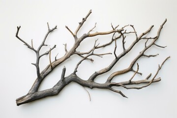 Assortment of dry, twisted tree branches presented against a clean white backdrop