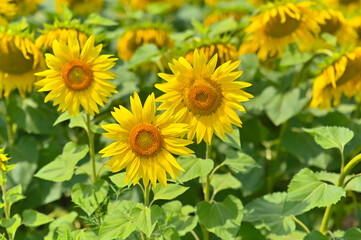 blooming sunflowers. beautiful natural floral background