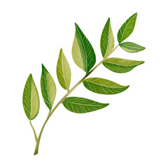 Watercolor tropical leaf. Exotic foliage. Floral illustration. Watercolor jungle