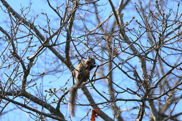 squirrel on a branch