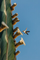 hummingbird pollination 