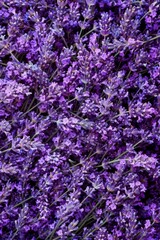 Lavender flowers texture background, lavandula perfume buds pattern, petals banner, fragrance lilac blossoms