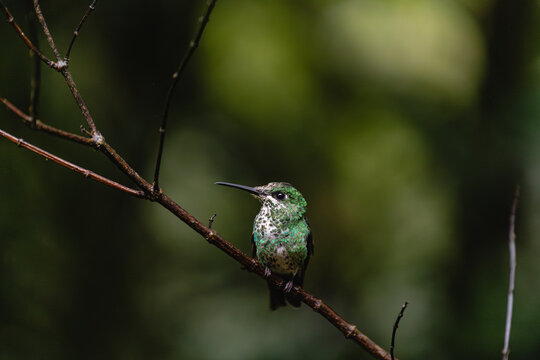 Bird close up on a branch
