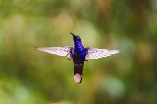 Blue hummingbird close up with wings spread