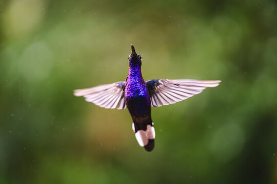 Hummingbird close up with wings spread