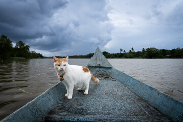 White cat with spots on the front of a boat during a storm in Thailand